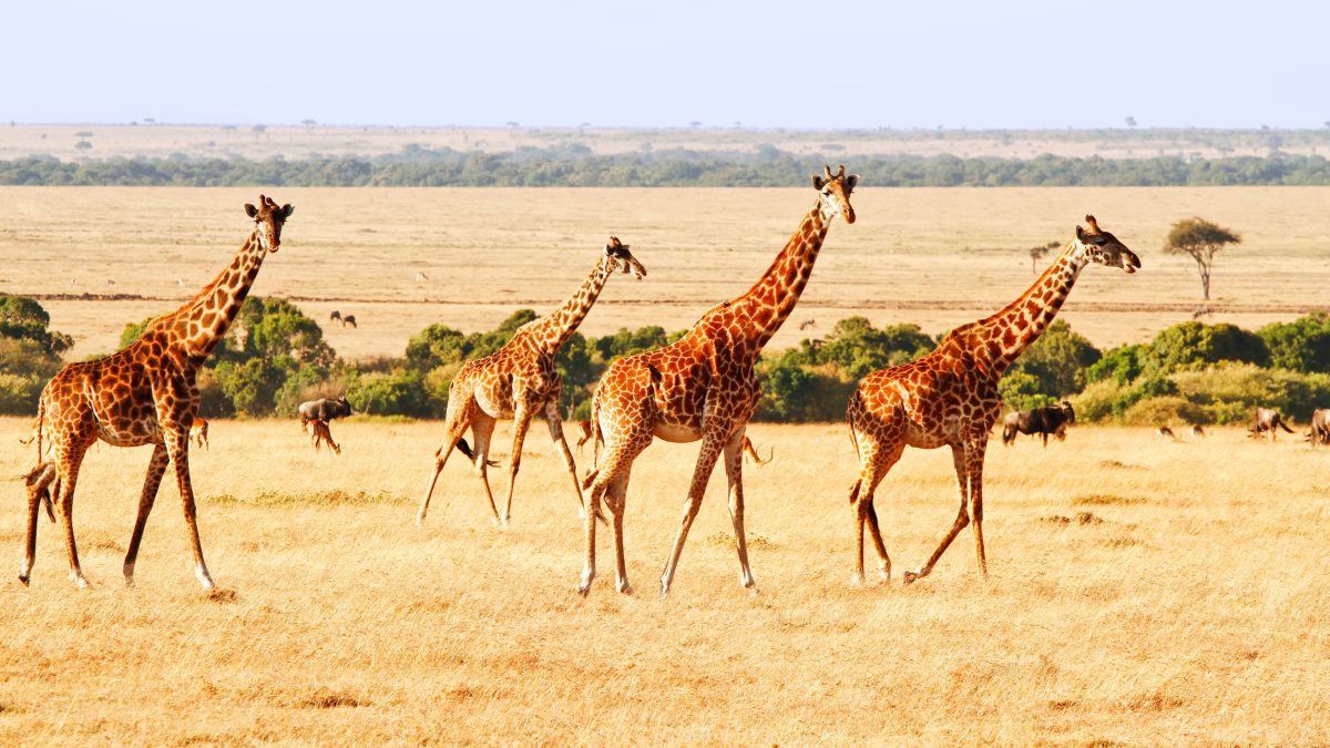 9-Day Once in a Lifetime Safari