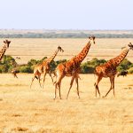 9-Day Once in a Lifetime Safari