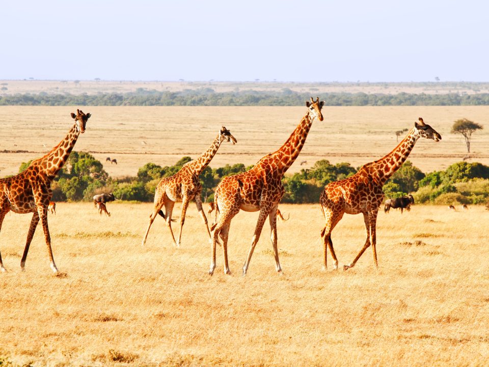 9-Day Once in a Lifetime Safari