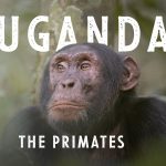 7-Day Best of Uganda Trip Experience