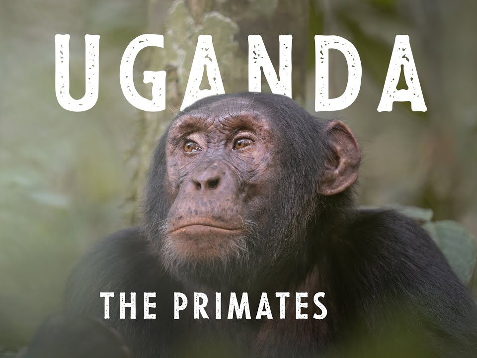 7-Day Best of Uganda Trip Experience