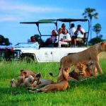 3-Day Moremi Game Reserve