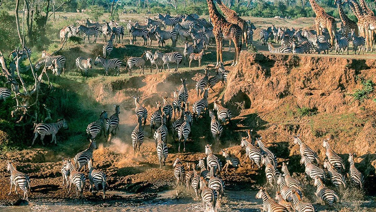 7-Day Tanzania Great Migration