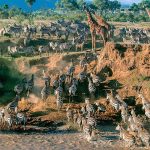 7-Day Tanzania Great Migration