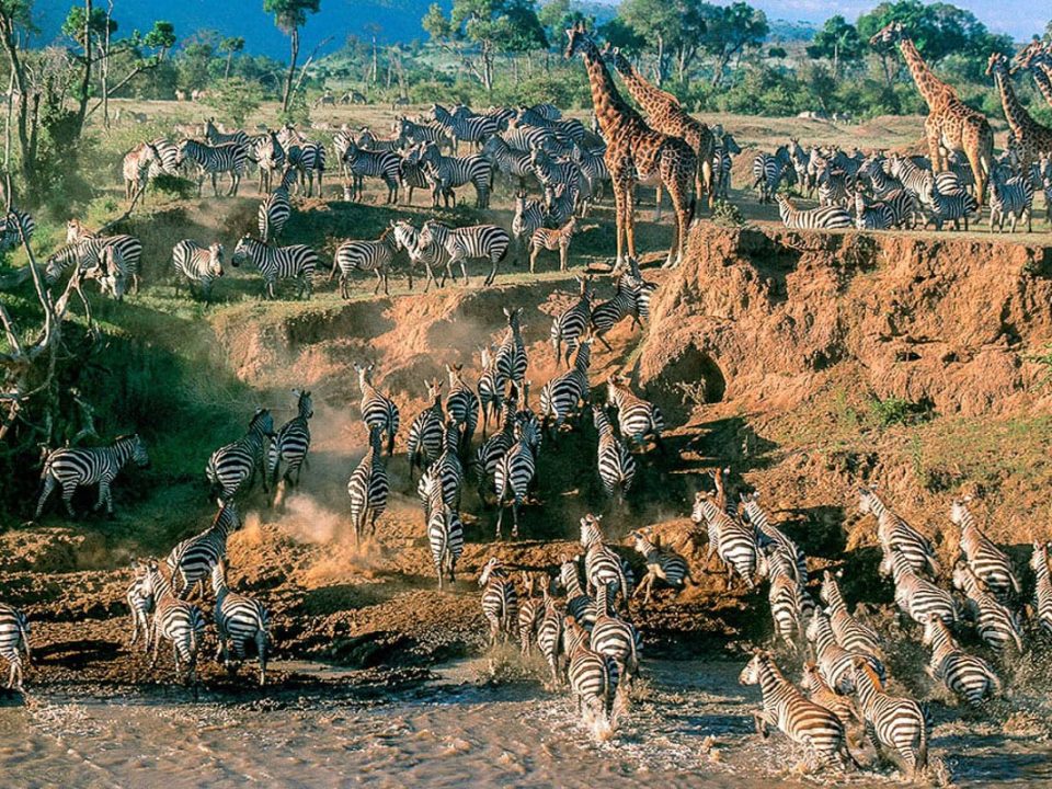 7-Day Tanzania Great Migration