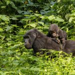 11 Day Gorillas Masai Mara
