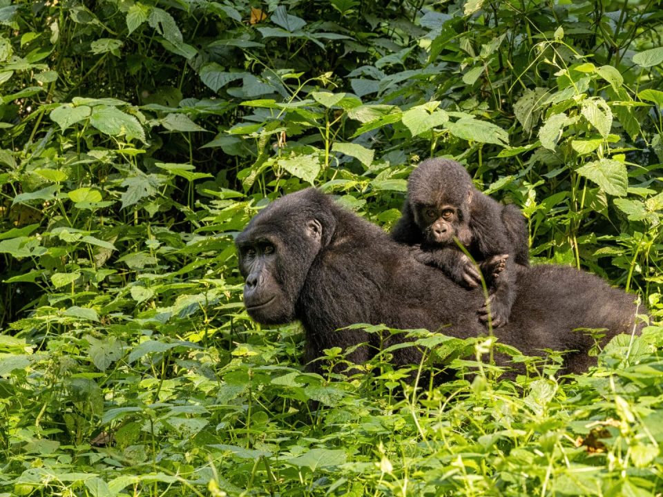 11 Day Gorillas Masai Mara