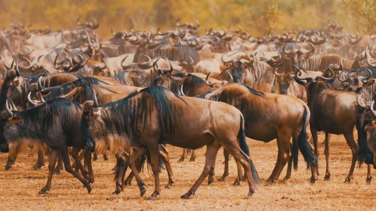 4-Day Taste of Kenya