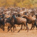 4-Day Taste of Kenya
