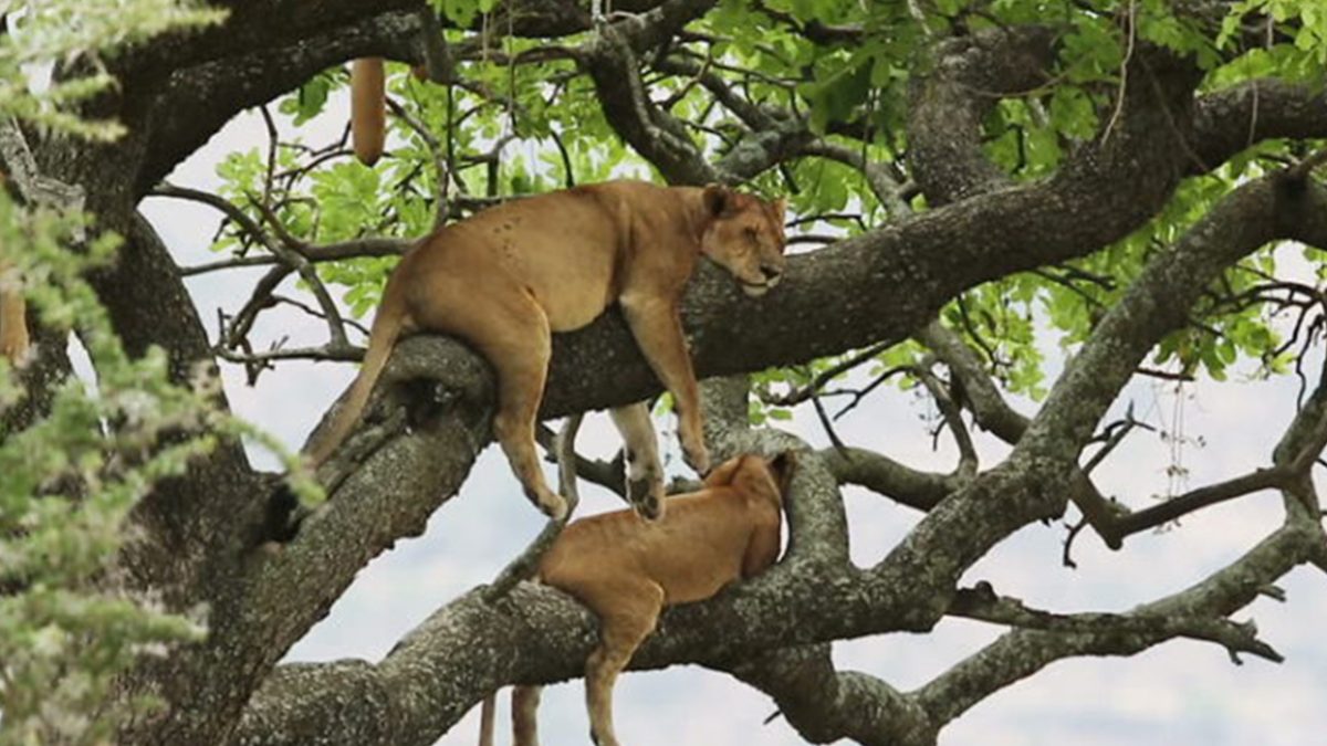 6-Day Search for Primates & Predators