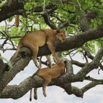 6-Day Search for Primates & Predators