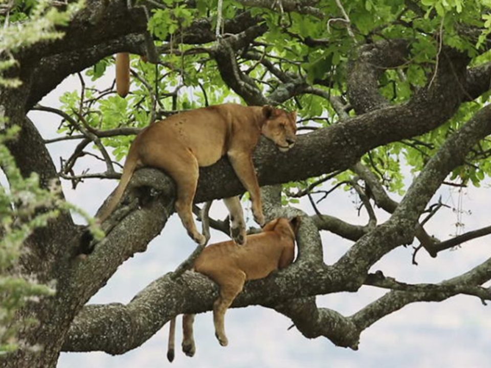 6-Day Search for Primates & Predators