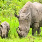 Things to do at Ziwa