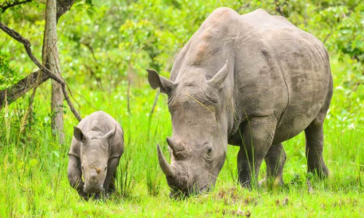 Things to do at Ziwa