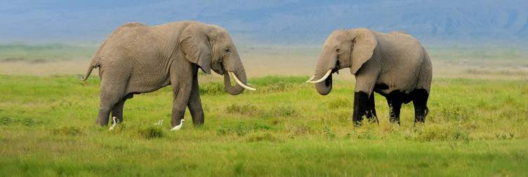 Kenya Classics Safari from the USA
