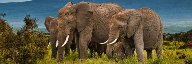 Magical Wildlife Tour From France
