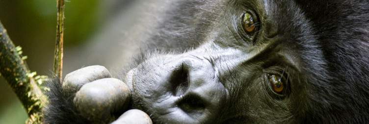 Uganda Primate Safari From England