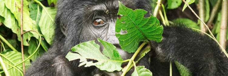 3-Day Gorilla Tracking Uganda From France