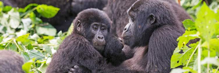 6-Day Search for Primates & Predators