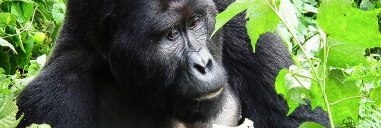 11-Day Uganda Wildlife Adventure