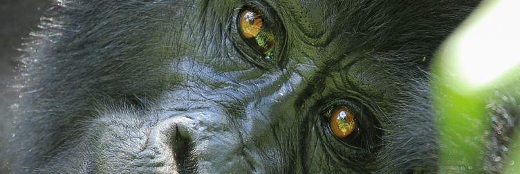 3-Day Gorilla Tracking Uganda From France