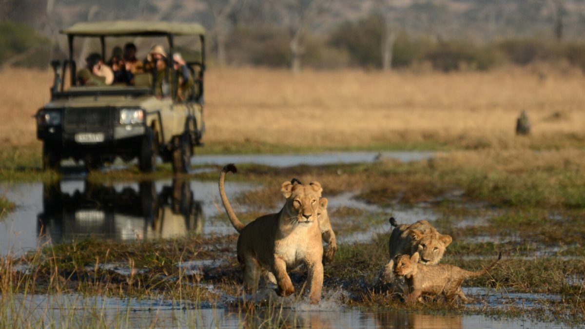 The Top 8 Amazing Safaris in Africa