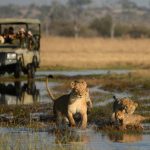 The Top 8 Amazing Safaris in Africa