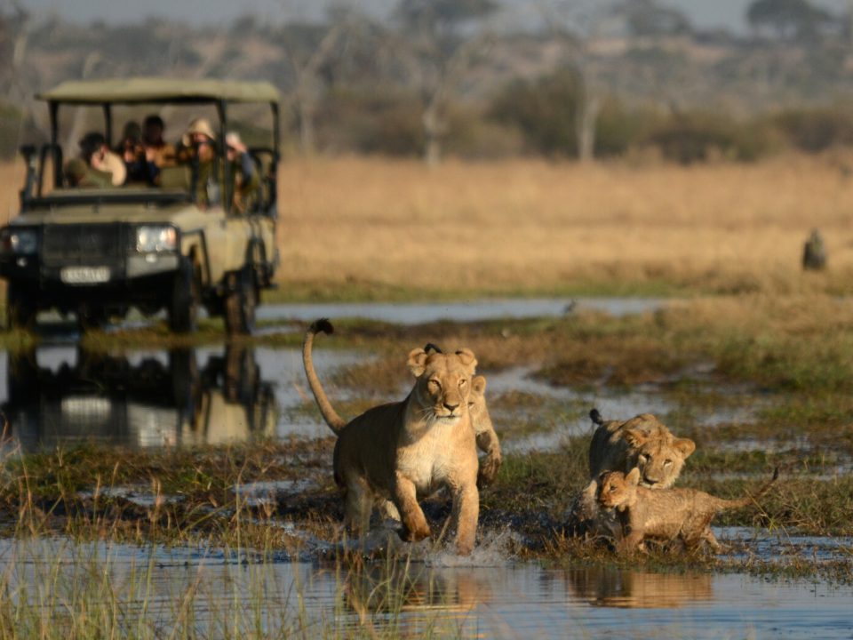 The Top 8 Amazing Safaris in Africa