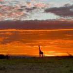 Kenya Classics Safari from the USA