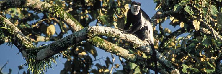 11-Day Uganda Wildlife Adventure