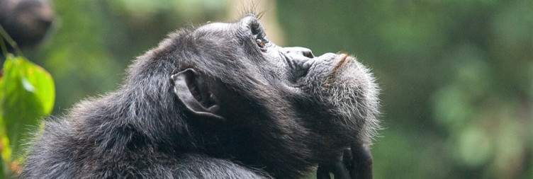 Uganda Primate Safari From England