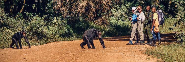 Uganda Primate Safari From England