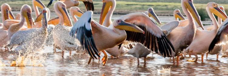6-Day Ultimate Kenya Wildlife Safari