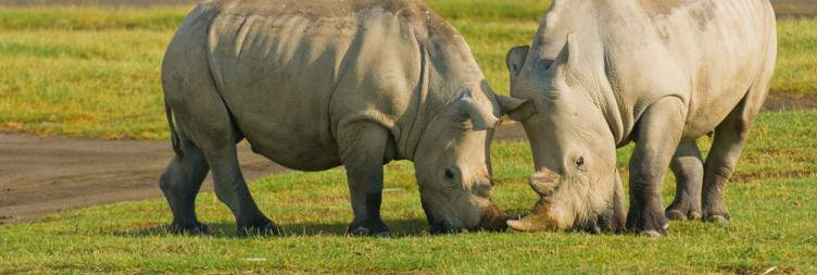 9-Day Luxury Big Kenya Safari From USA