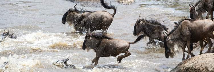 Magical Wildlife Tour From France