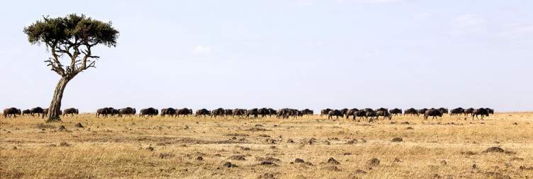 9-Day Luxury Big Kenya Safari From USA