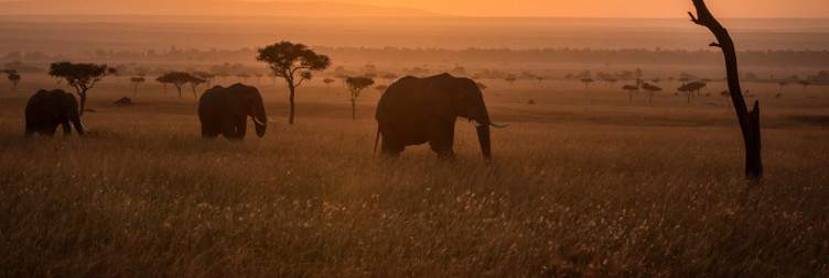 6-Day Ultimate Kenya Wildlife Safari