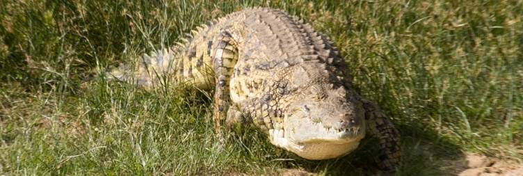 11-Day Uganda Wildlife Adventure