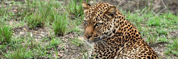 6-Day Search for Primates & Predators