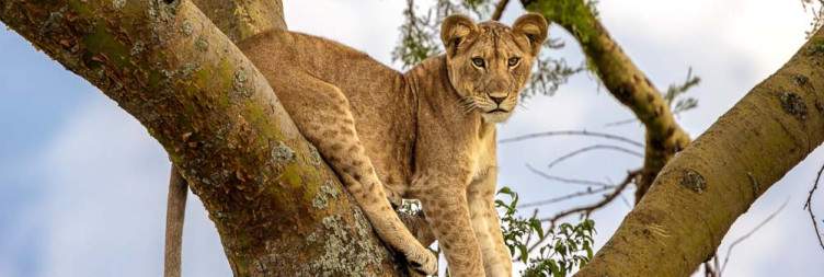 6-Day Search for Primates & Predators
