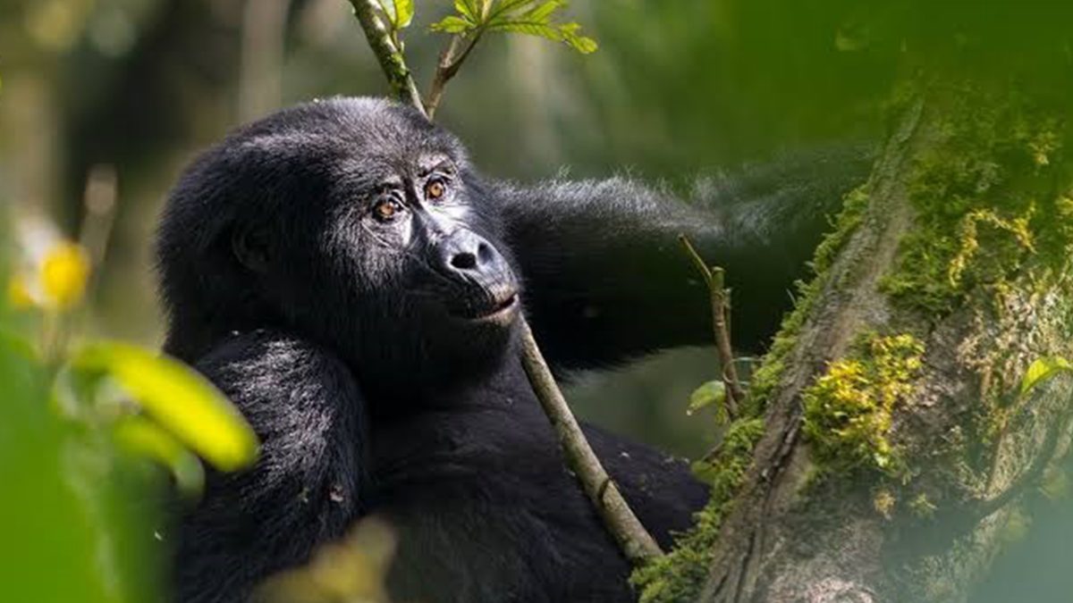 Victoria Falls & Uganda Tour