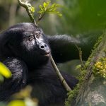 Victoria Falls & Uganda Tour