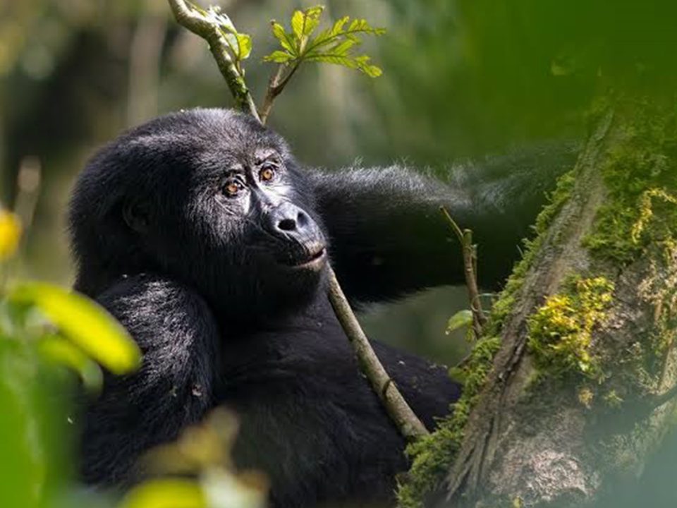 Victoria Falls & Uganda Tour