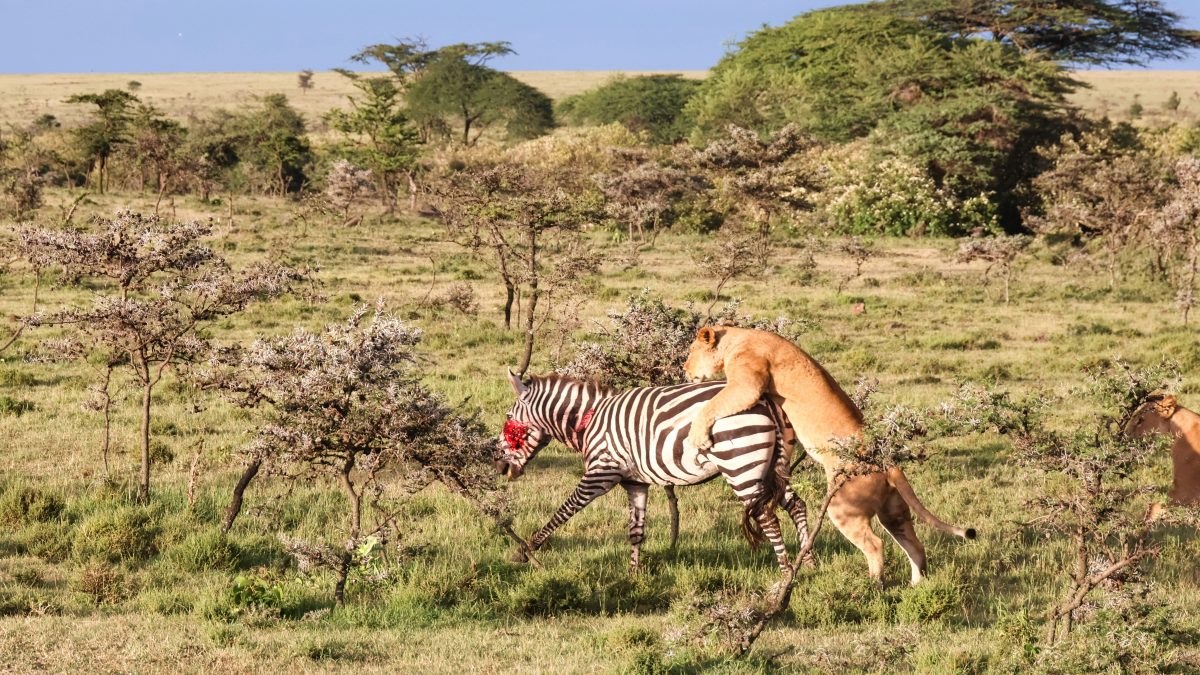 Kenya safari packages