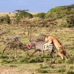 Kenya safari packages