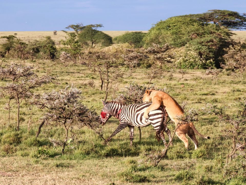 Kenya safari packages