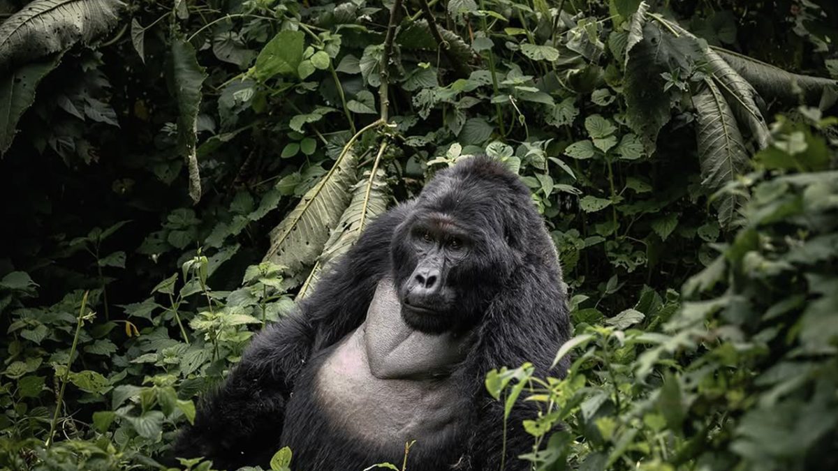 Best Time to Visit Bwindi for Gorilla Trekking