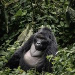 Best Time to Visit Bwindi for Gorilla Trekking