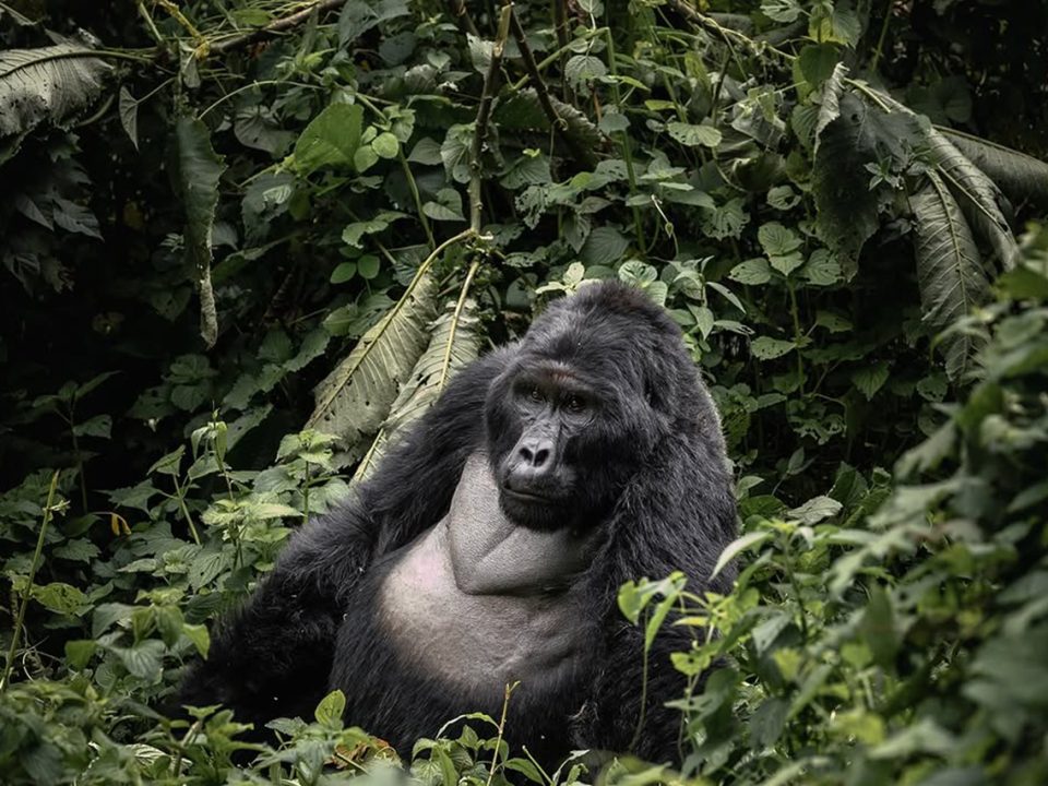 Best Time to Visit Bwindi for Gorilla Trekking