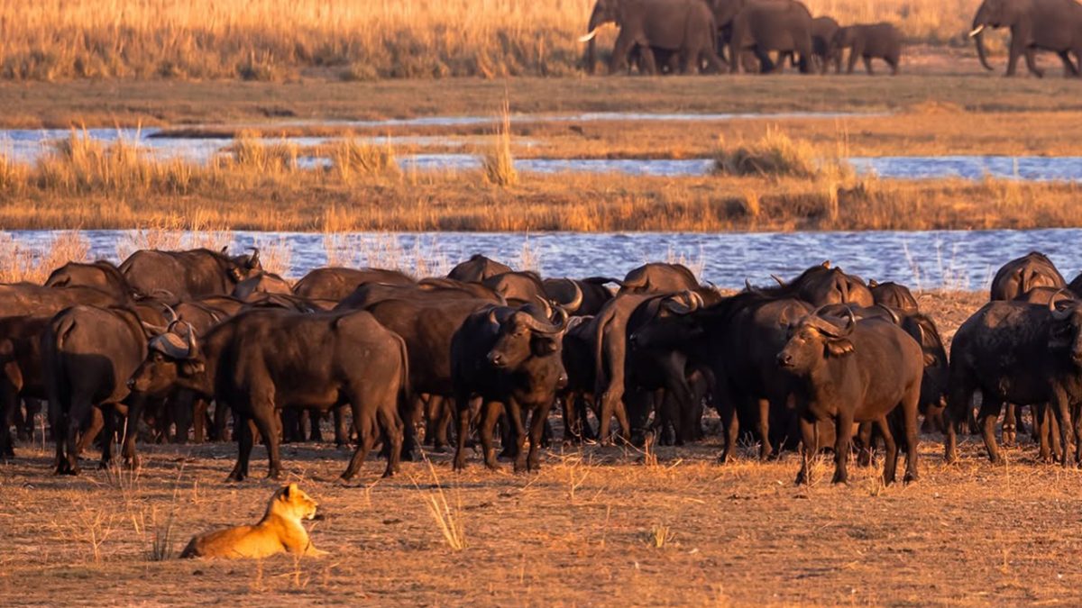 Can I combine Botswana and Uganda in one safari